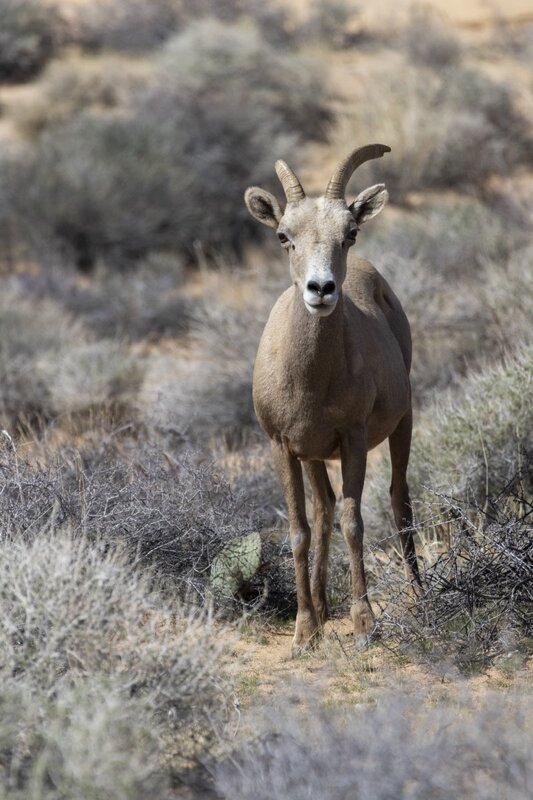 desertbighorn9786.jpg