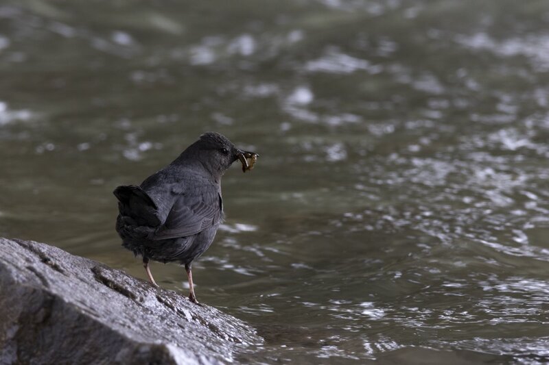 dipper1711.jpg