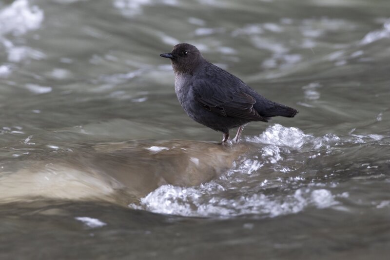 dipper1713.jpg
