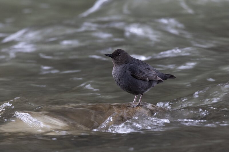 dipper1716.jpg