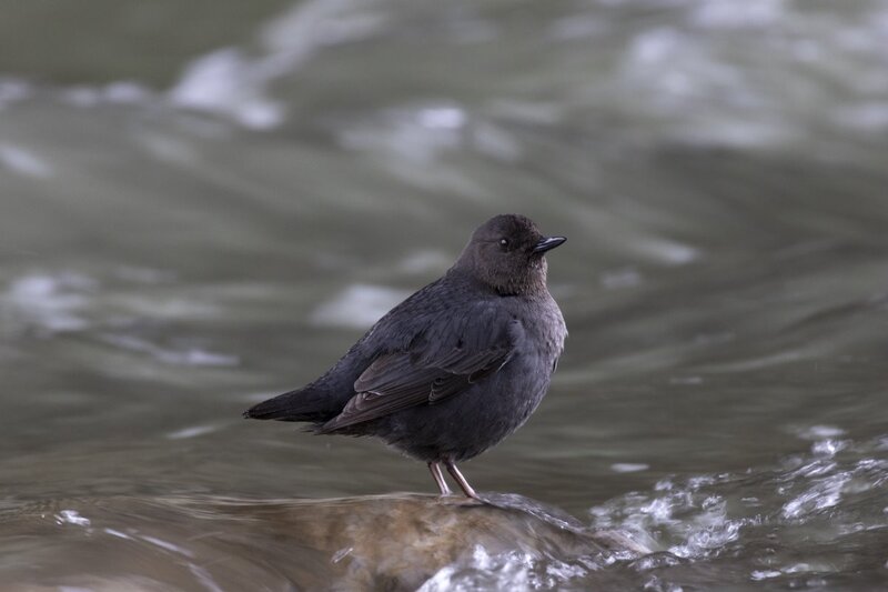 dipper1718.jpg