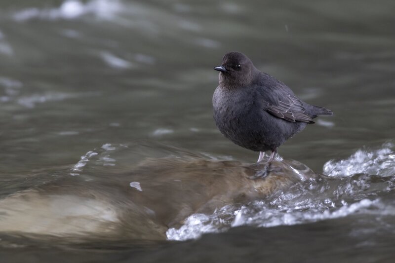 dipper1719.jpg