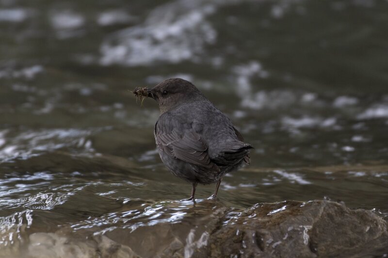 dipper1725.jpg