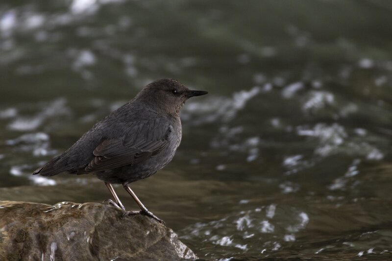 dipper1728.jpg