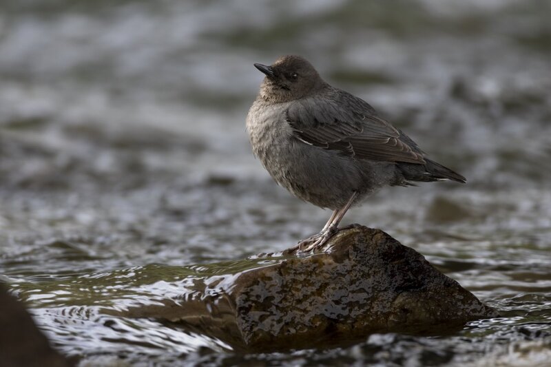 dipper1732.jpg