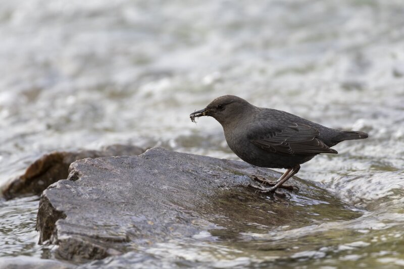 dipper1742.jpg