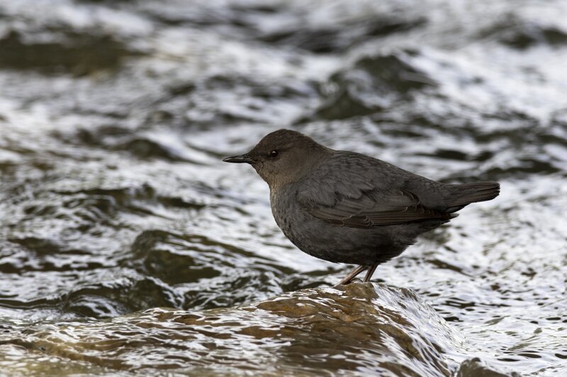 dipper1750.jpg