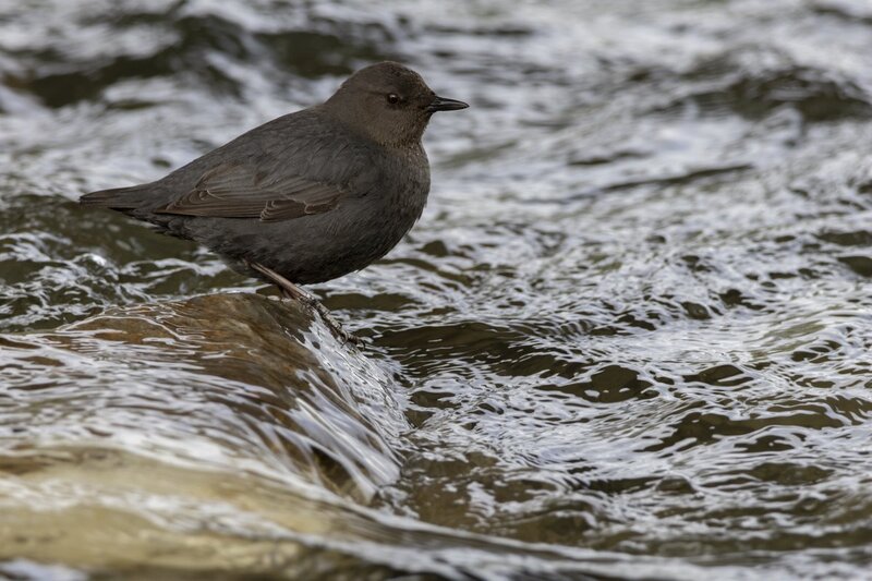 dipper1753.jpg