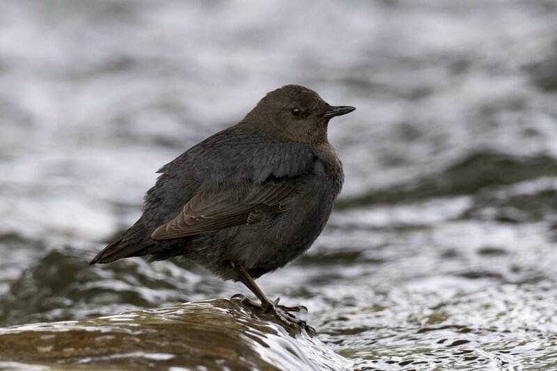dipper1759.jpg