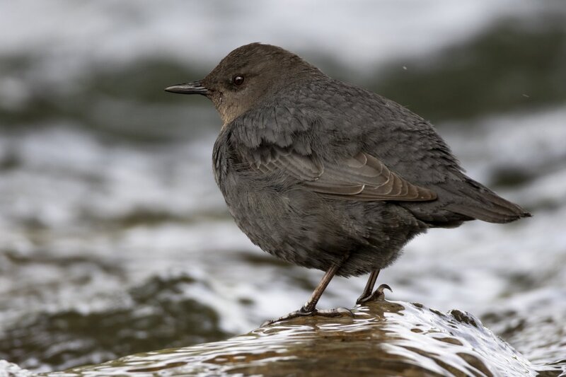 dipper1760.jpg