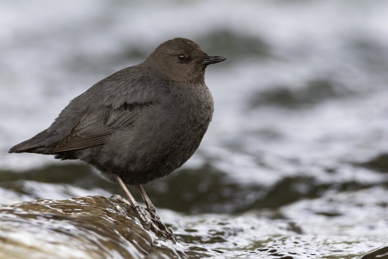 dipper1765.jpg
