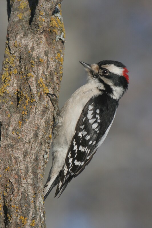 downywoodpecker4763(1).jpg