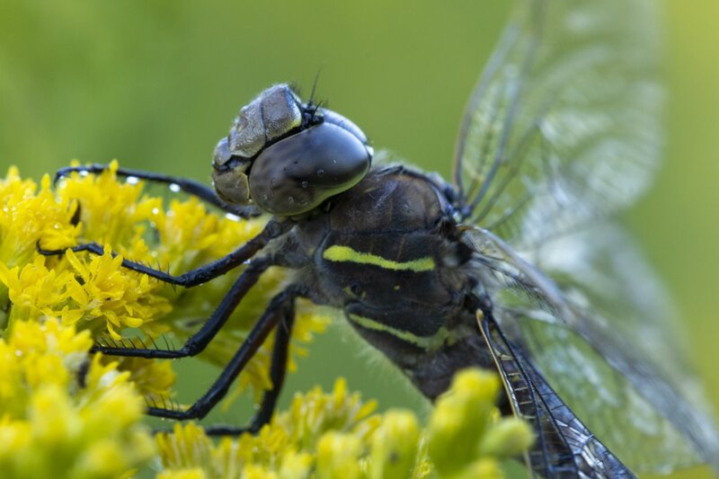 dragonfly191.jpg
