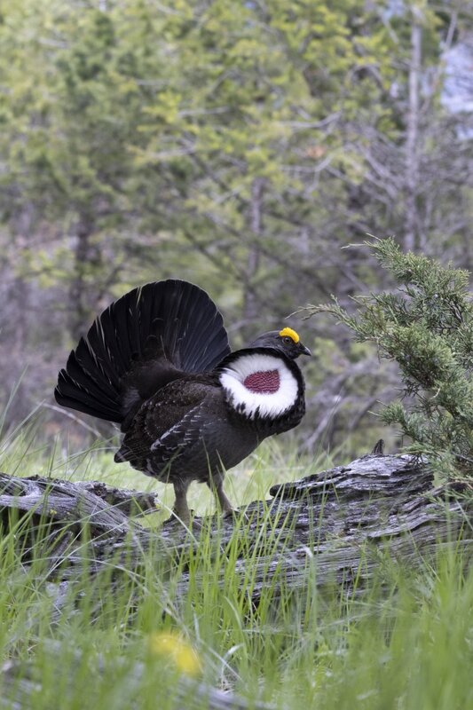 duskygrouse1643.jpg