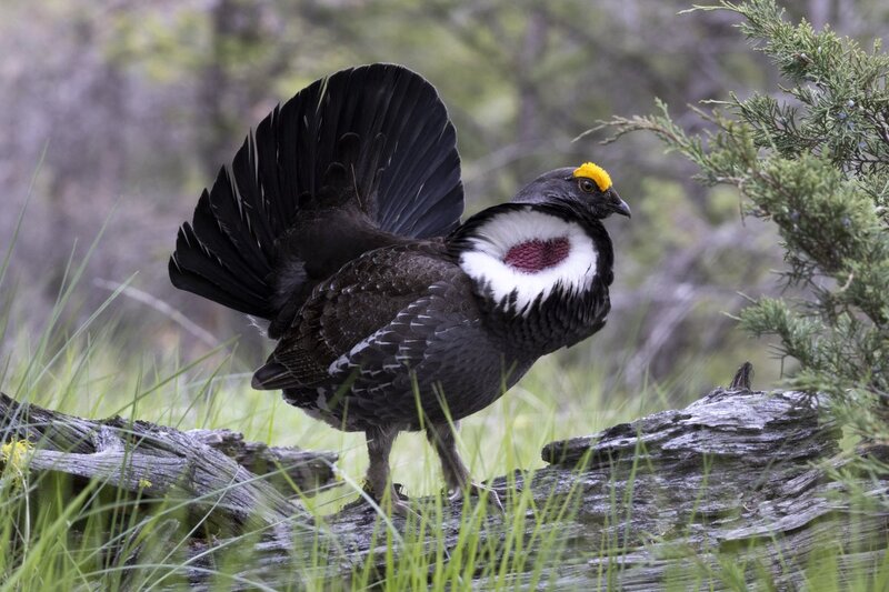 duskygrouse1645.jpg