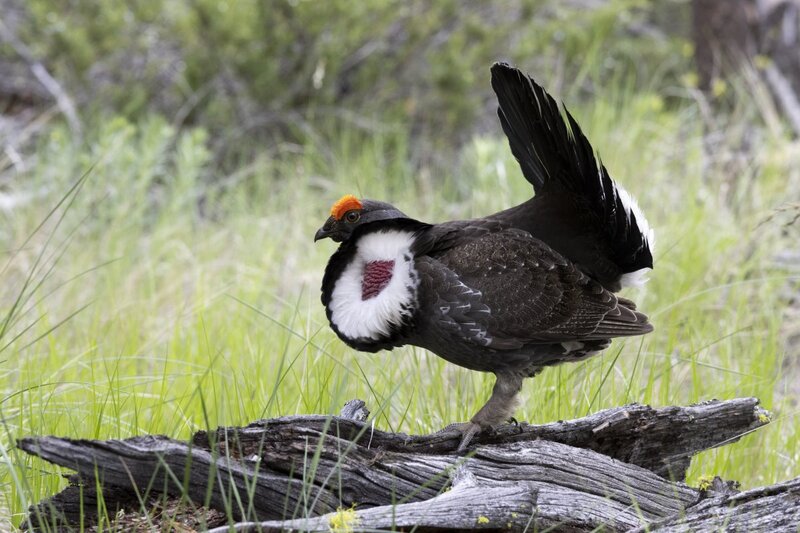 duskygrouse1649-1.jpg