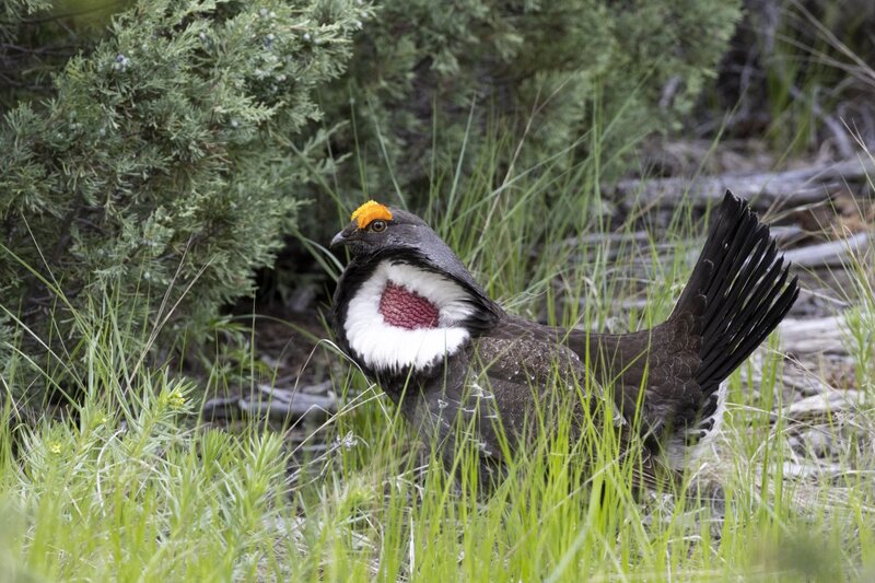 duskygrouse1653.jpg
