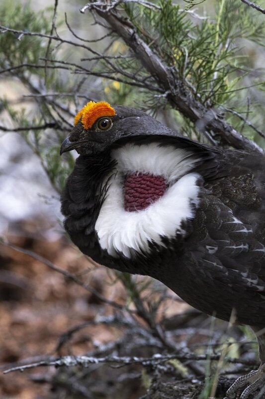 duskygrouse1656.jpg