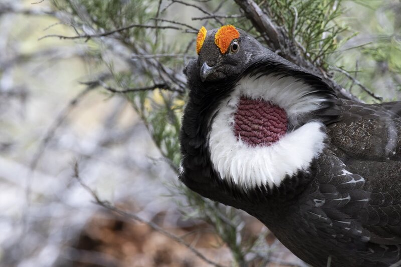 duskygrouse1657.jpg