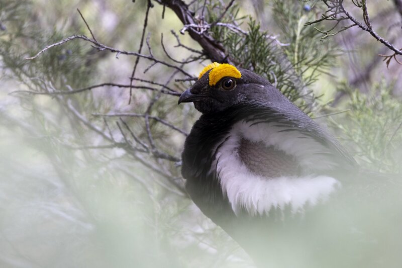 duskygrouse1661.jpg