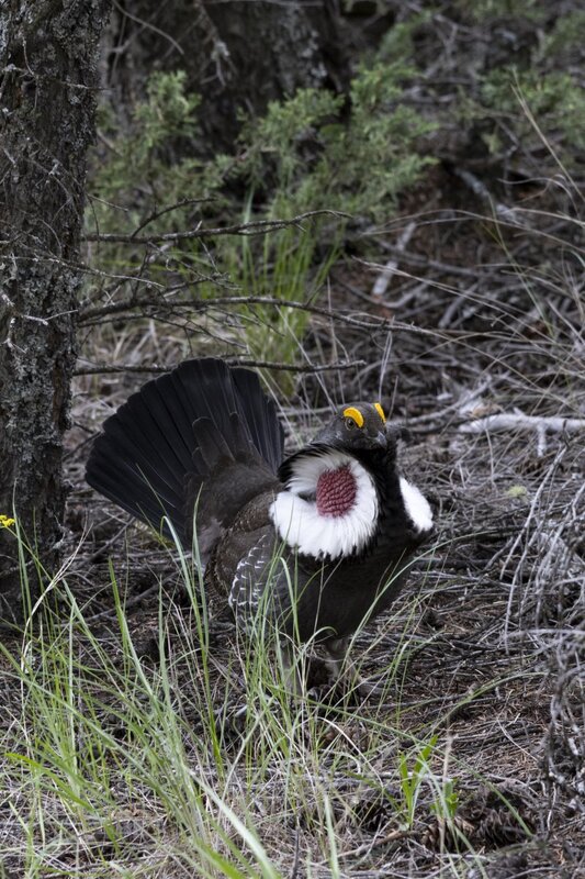 duskygrouse1664.jpg