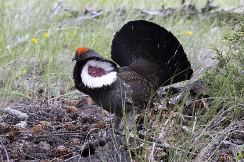 duskygrouse1666.jpg