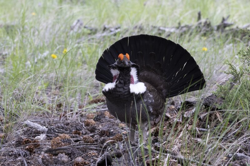 duskygrouse1667.jpg