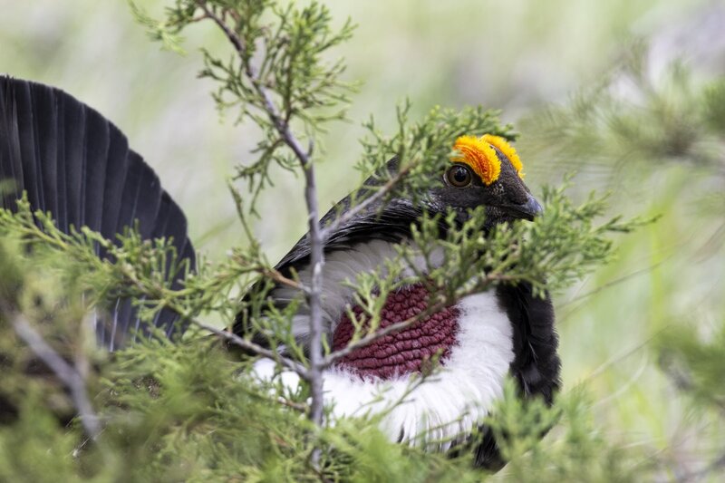 duskygrouse1678.jpg