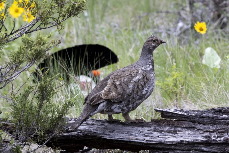 duskygrouse1682.jpg