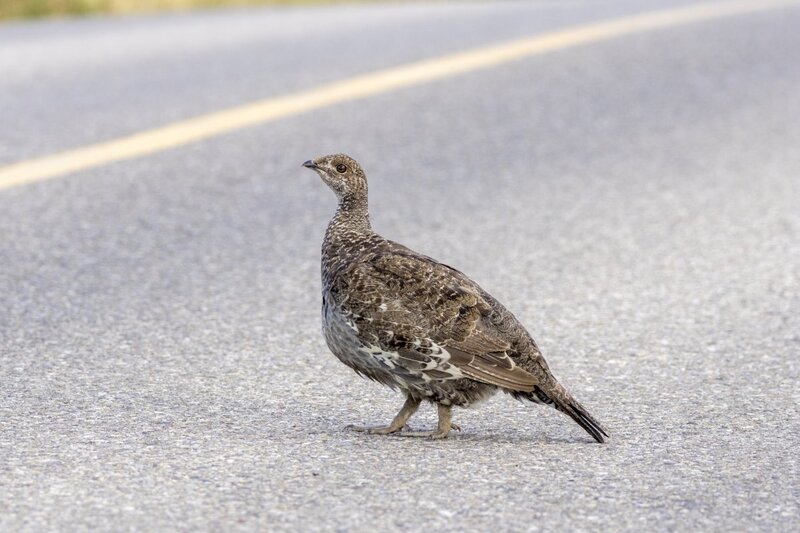 duskygrouse2096.jpg