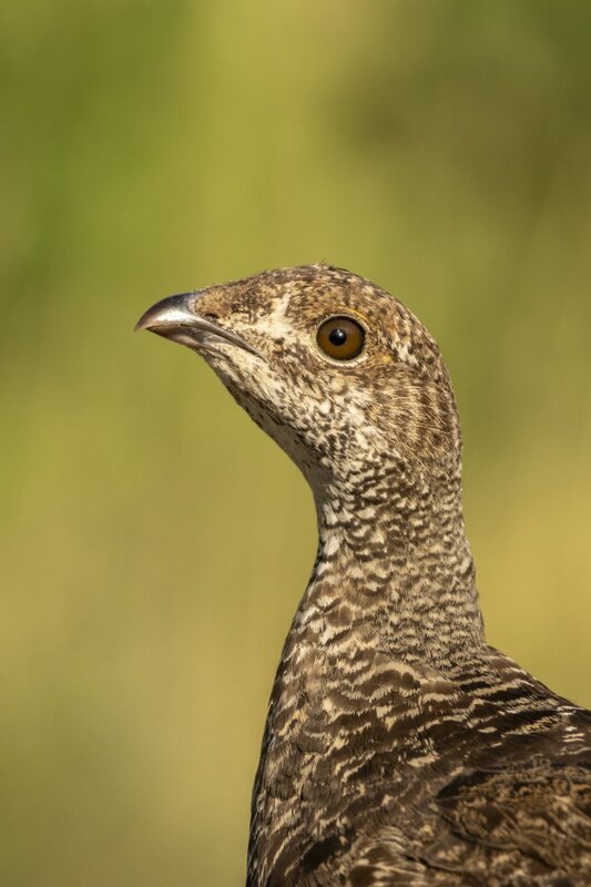 duskygrouse2109.jpg
