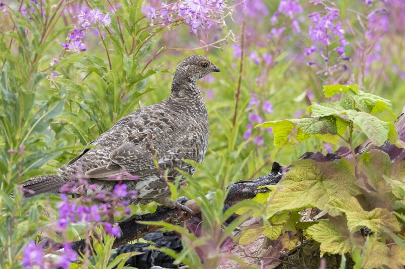 duskygrouse2159.jpg