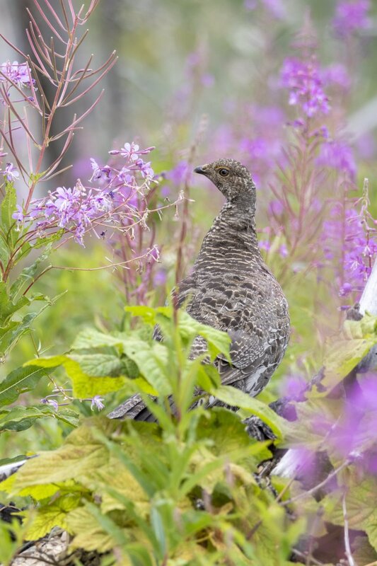 duskygrouse2161.jpg
