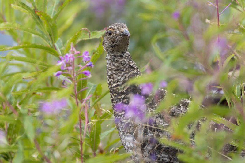 duskygrouse2164.jpg