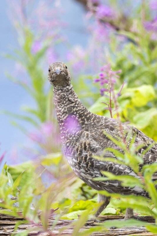 duskygrouse2168.jpg