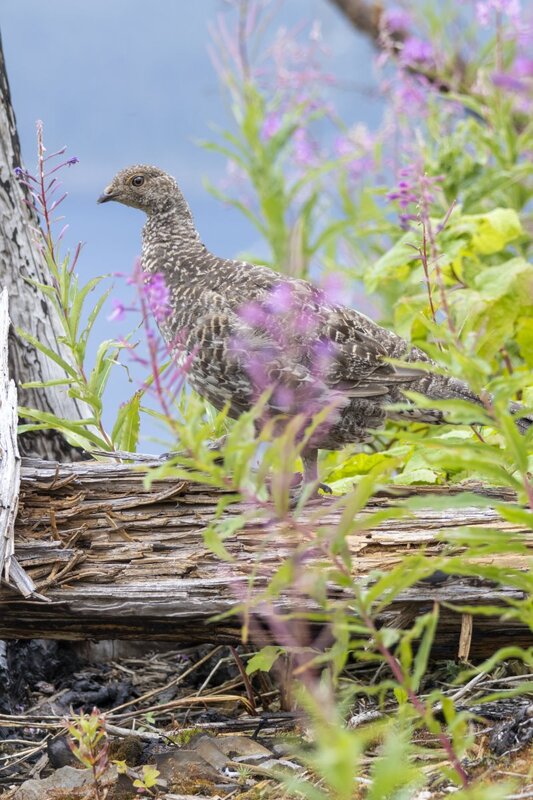 duskygrouse2171.jpg