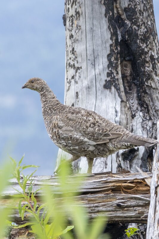 duskygrouse2174.jpg