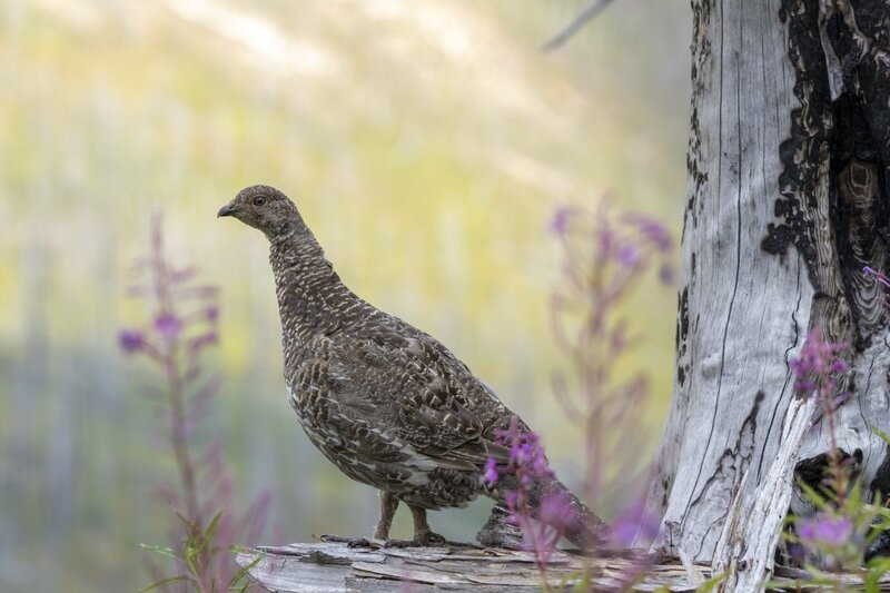 duskygrouse2181.jpg