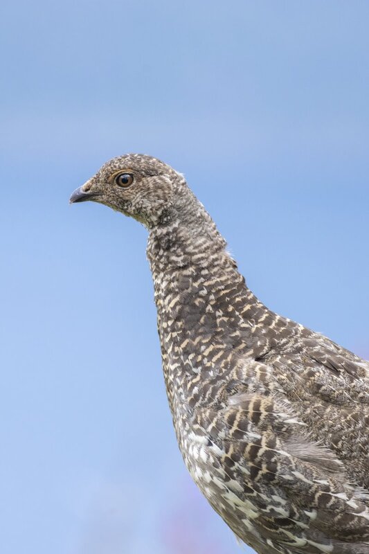 duskygrouse2186.jpg