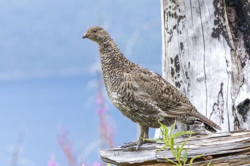 duskygrouse2188.jpg