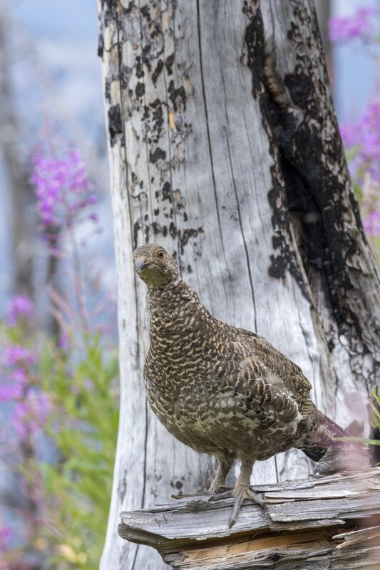 duskygrouse2189.jpg