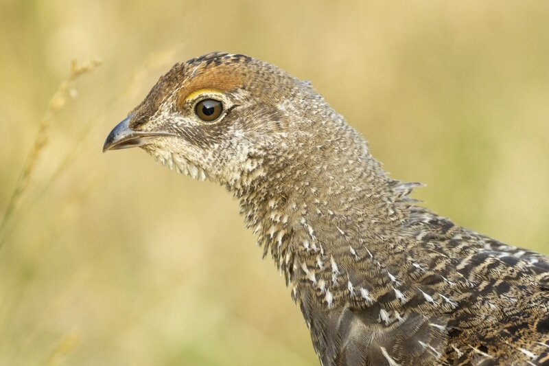 duskygrouse2214.jpg