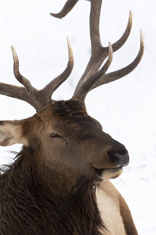 elk-0474.jpg :: Close-up of bull elk in winter