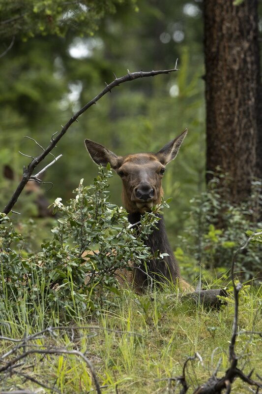 elk-0477.jpg :: Cow elk bedded in forest