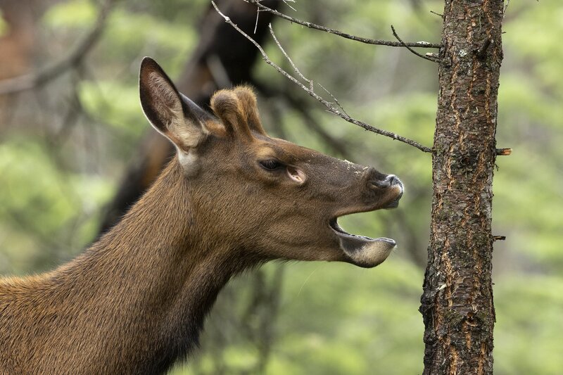 elk-0513.jpg :: Young bull elk yawning