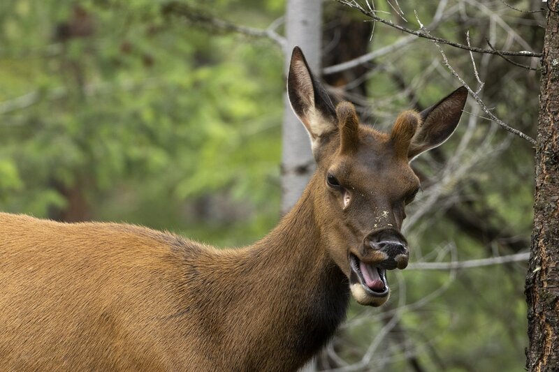 elk-0533.jpg :: Young bull elk open mouth