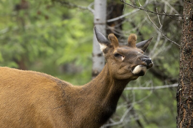 elk-0536.jpg :: Young bull elk funny face