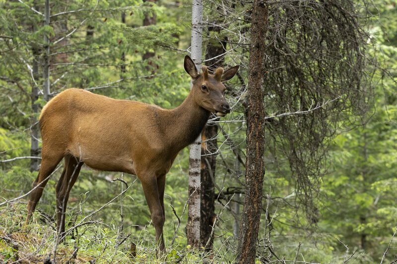 elk-0546.jpg :: Young bull elk in forest
