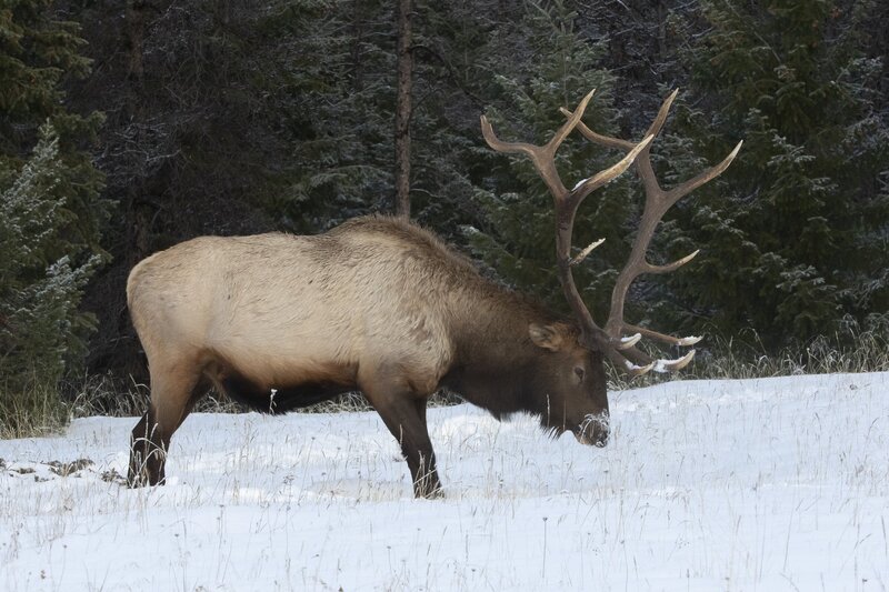elk-0574.jpg :: Large bull elk feeding in winter