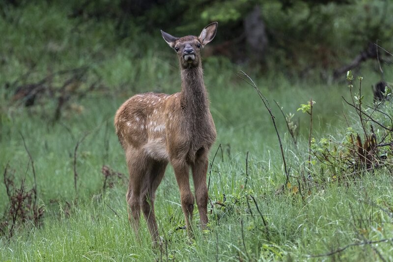 elk-0586.jpg :: Calf elk in forest in summer